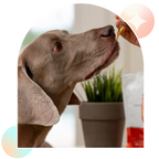 Dog Taking Aspen Green Large Dog CBD Oil from Dropper