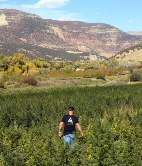 Purity Matters Brandon Lewis walking in Colorado hemp field