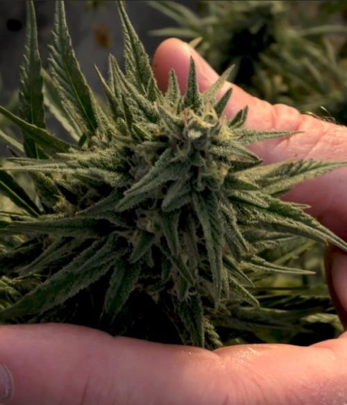 Purity Matters Hand holding hemp flower