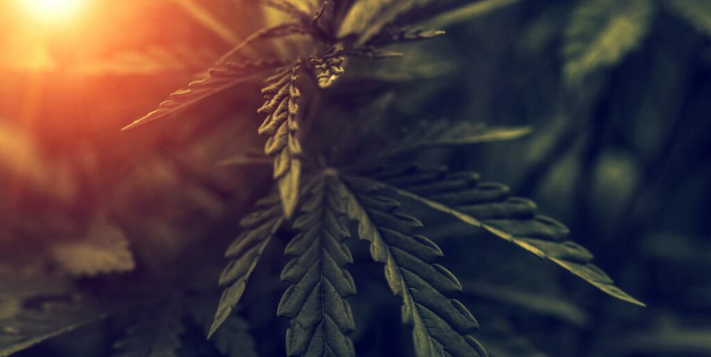 Hemp plant at sunset