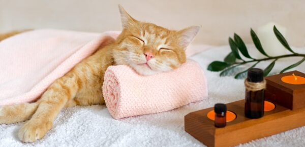 A cat sleeps resting his head on a towel