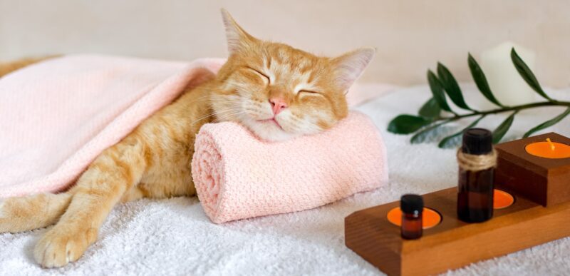 A cat sleeps resting his head on a towel