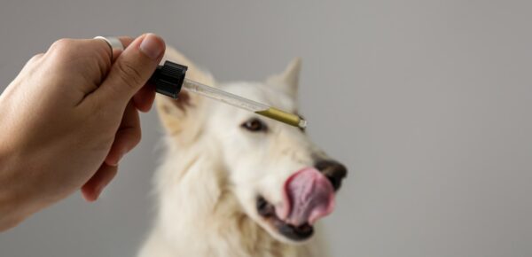 Dog taking CBD hemp oil