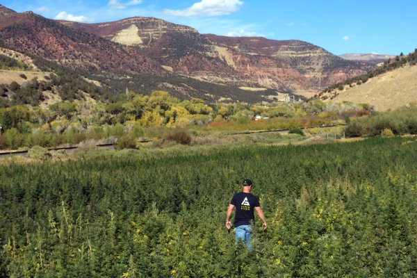 Brandon strolling through a scenic Colorado hemp field – exploring the lush and vibrant hemp crops.