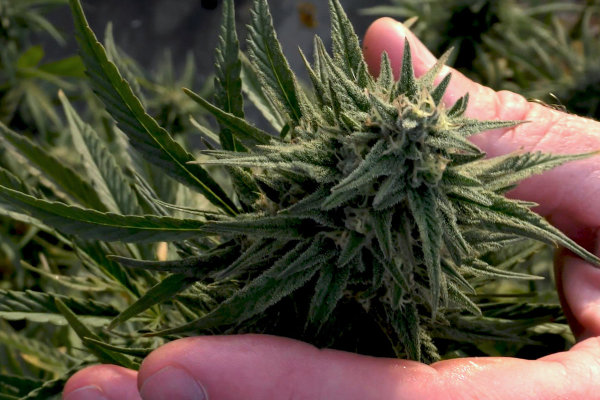 Closeup view of a hand gently cradling a vibrant hemp flower, highlighting the intricate details and natural beauty of the hemp plant.